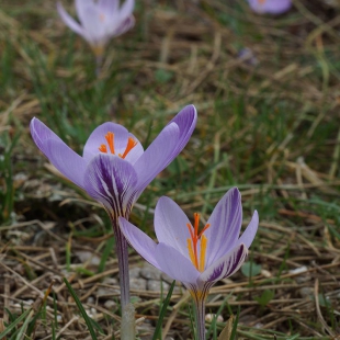 Crocus corsicus